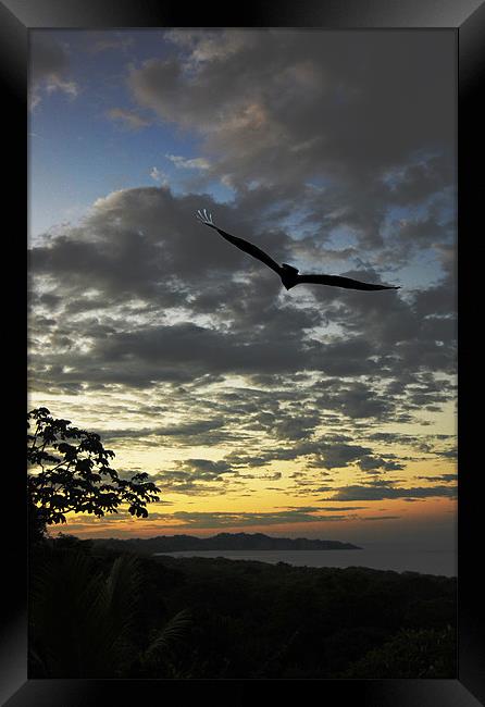 Sunrise and Vulture Framed Print by james balzano, jr.