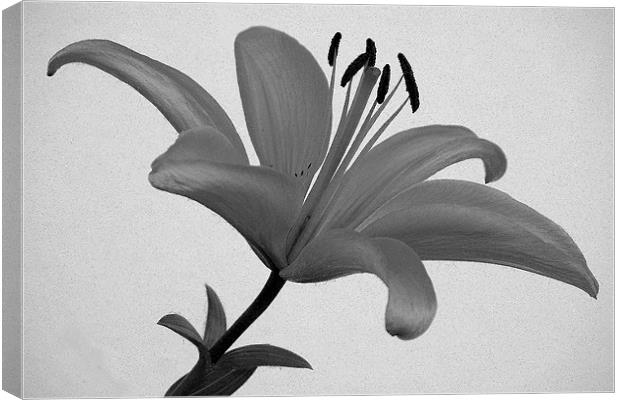 LILY Canvas Print by Ray Bacon LRPS CPAGB