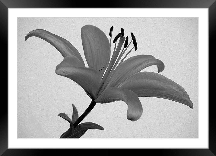 LILY Framed Mounted Print by Ray Bacon LRPS CPAGB
