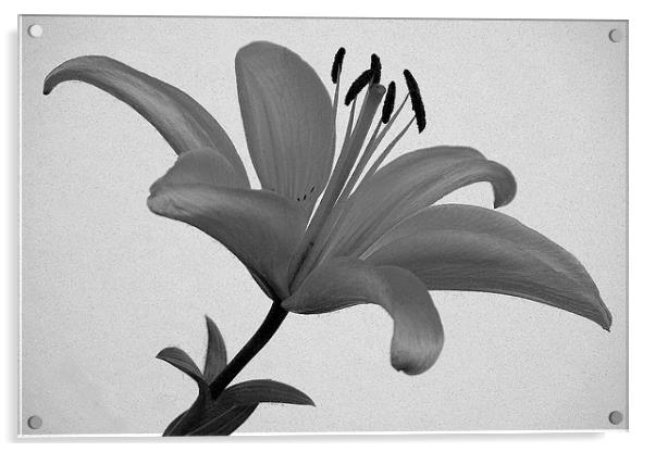 LILY Acrylic by Ray Bacon LRPS CPAGB