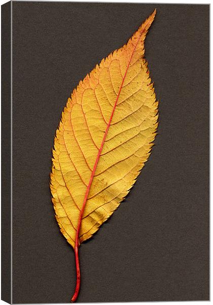 AUTUMN LEAF Canvas Print by Ray Bacon LRPS CPAGB