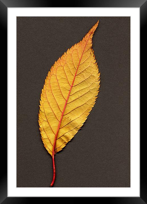 AUTUMN LEAF Framed Mounted Print by Ray Bacon LRPS CPAGB