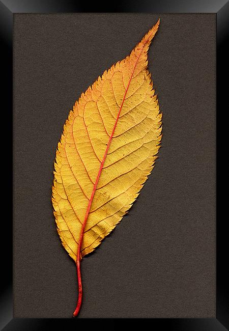 AUTUMN LEAF Framed Print by Ray Bacon LRPS CPAGB