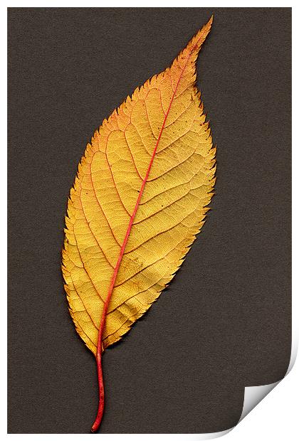 AUTUMN LEAF Print by Ray Bacon LRPS CPAGB