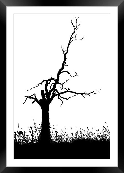 TREE SILHOUETTE Framed Mounted Print by Ray Bacon LRPS CPAGB