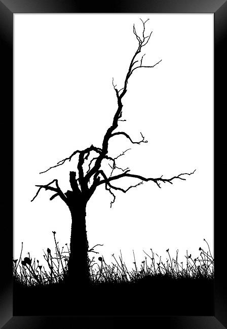TREE SILHOUETTE Framed Print by Ray Bacon LRPS CPAGB