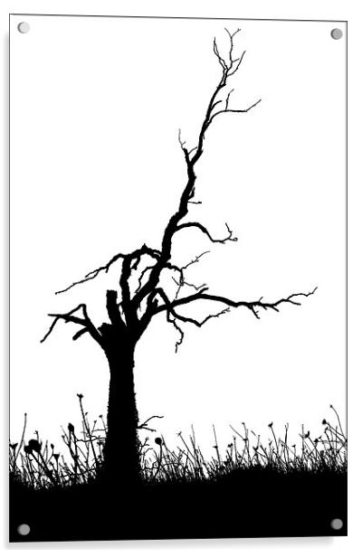 TREE SILHOUETTE Acrylic by Ray Bacon LRPS CPAGB
