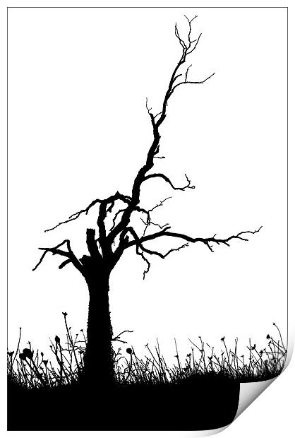 TREE SILHOUETTE Print by Ray Bacon LRPS CPAGB
