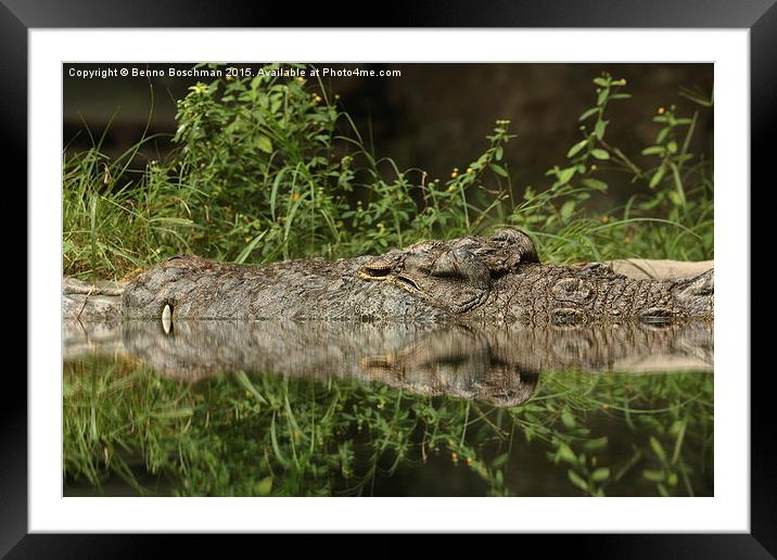  Gator sleeping... Framed Mounted Print by Benno Boschman
