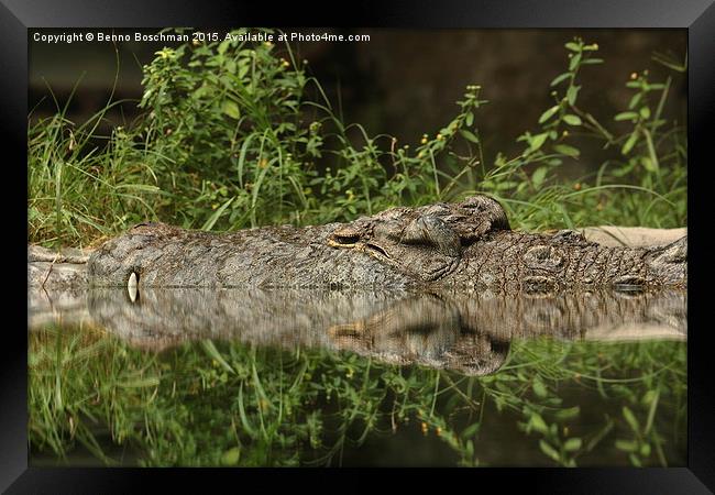  Gator sleeping... Framed Print by Benno Boschman