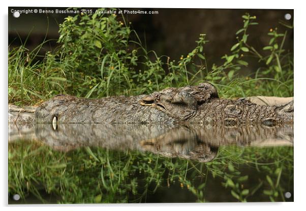  Gator sleeping... Acrylic by Benno Boschman