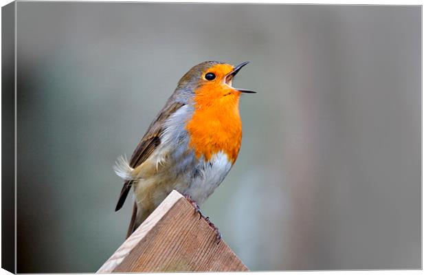  Robin Song Canvas Print by Macrae Images