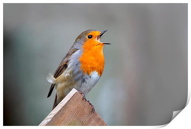  Robin Song Print by Macrae Images