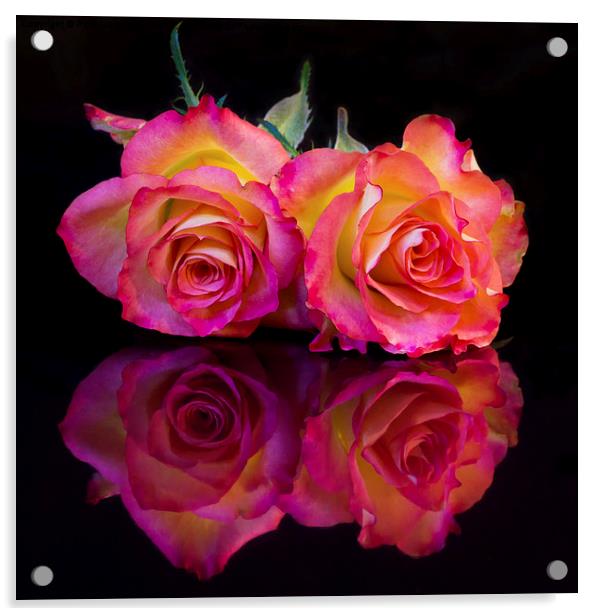  Reflected Roses Acrylic by Pete Hemington