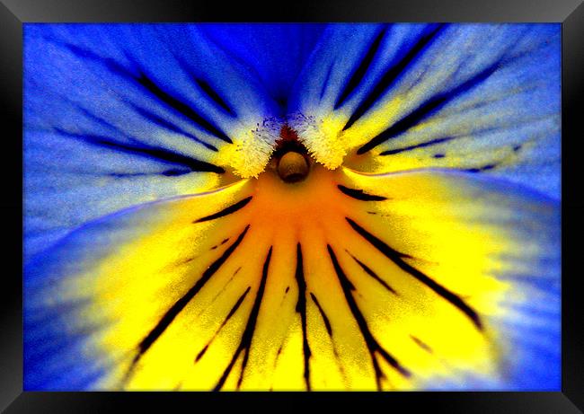 PANSY HEAD Framed Print by Ray Bacon LRPS CPAGB