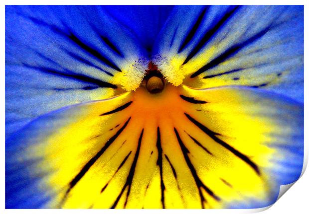 PANSY HEAD Print by Ray Bacon LRPS CPAGB