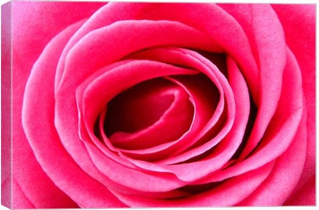 ENGLISH ROSE Canvas Print by Ray Bacon LRPS CPAGB
