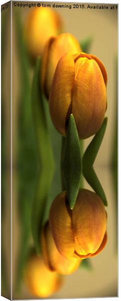  Reflections of a tulip  Canvas Print by tom downing