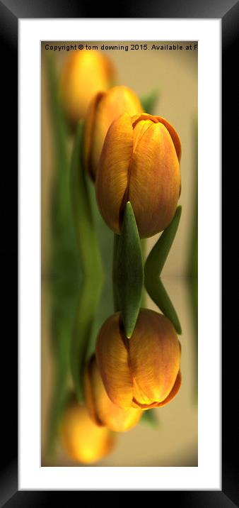  Reflections of a tulip  Framed Mounted Print by tom downing
