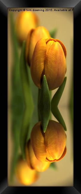  Reflections of a tulip  Framed Print by tom downing