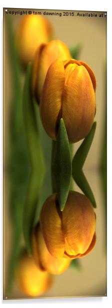 Reflections of a tulip  Acrylic by tom downing