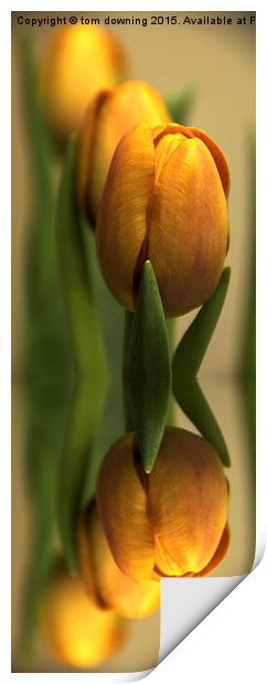  Reflections of a tulip  Print by tom downing