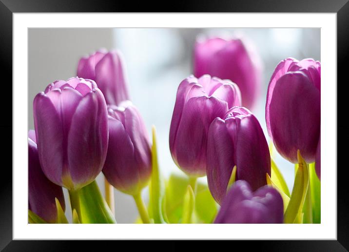  Tulips Framed Mounted Print by Jason Moss