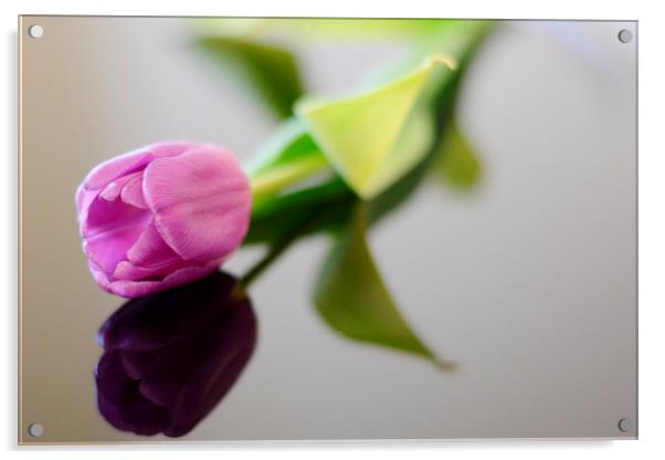  Single tulip Acrylic by Jason Moss