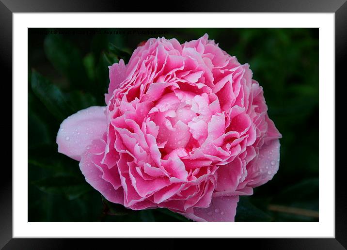 Pink Peony  Framed Mounted Print by sarah chilton