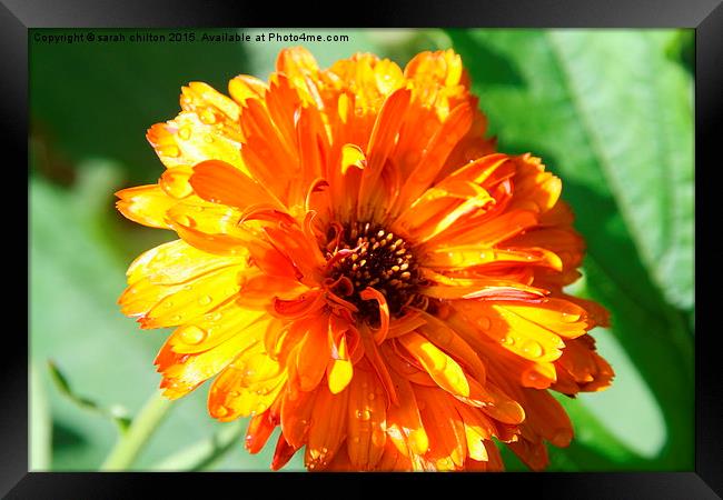  Calendula Indian Prince Framed Print by sarah chilton