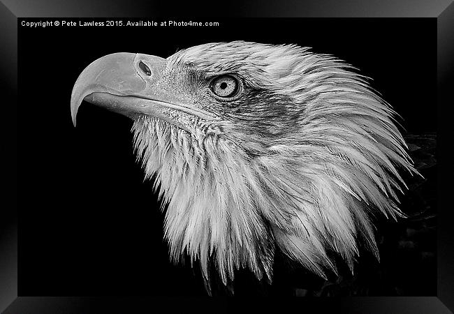  American Bald Eagle (Haliaeetus leucocephalus) Framed Print by Pete Lawless
