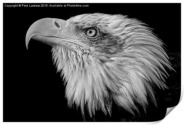  American Bald Eagle (Haliaeetus leucocephalus) Print by Pete Lawless