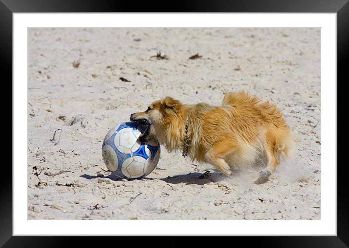 Air-Bud Wannabe Framed Mounted Print by Mike Dawson