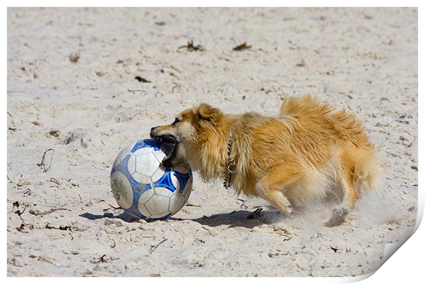 Air-Bud Wannabe Print by Mike Dawson