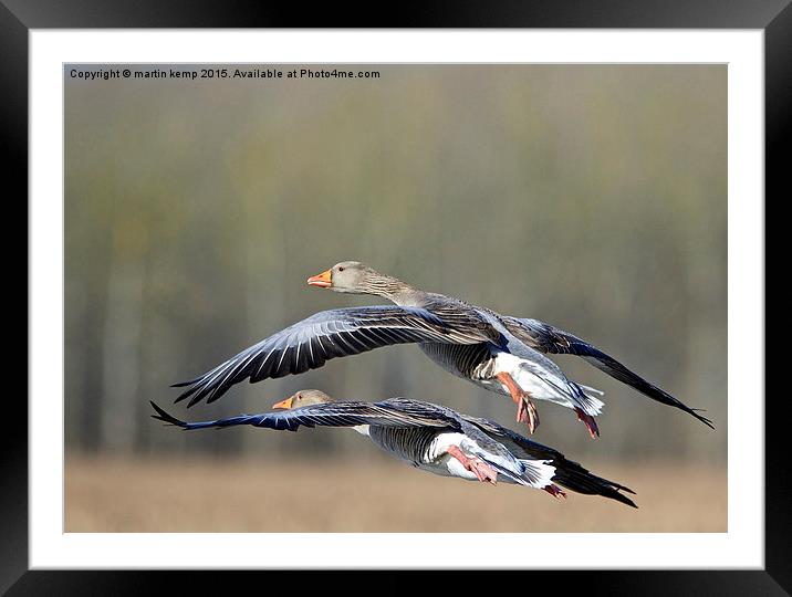 Greylag Geese  Framed Mounted Print by Martin Kemp Wildlife