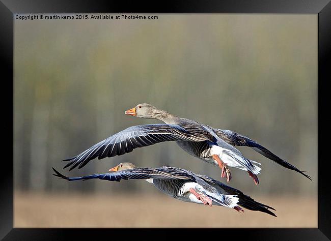 Greylag Geese  Framed Print by Martin Kemp Wildlife