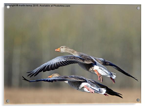 Greylag Geese  Acrylic by Martin Kemp Wildlife