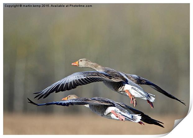 Greylag Geese  Print by Martin Kemp Wildlife
