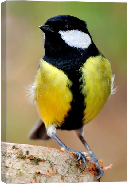  Great Tit Canvas Print by Macrae Images