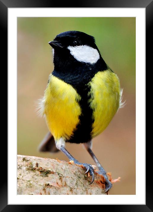  Great Tit Framed Mounted Print by Macrae Images