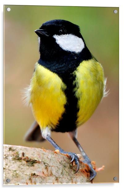  Great Tit Acrylic by Macrae Images