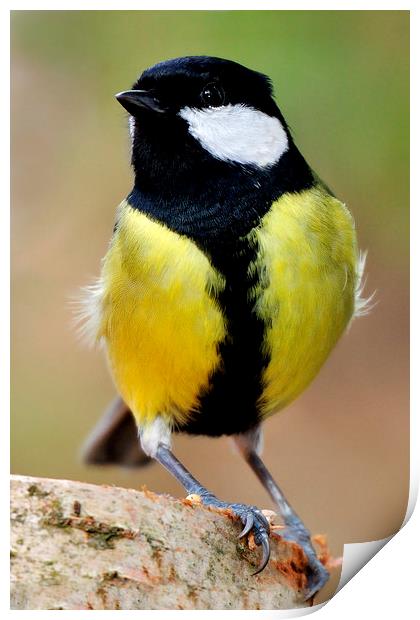  Great Tit Print by Macrae Images