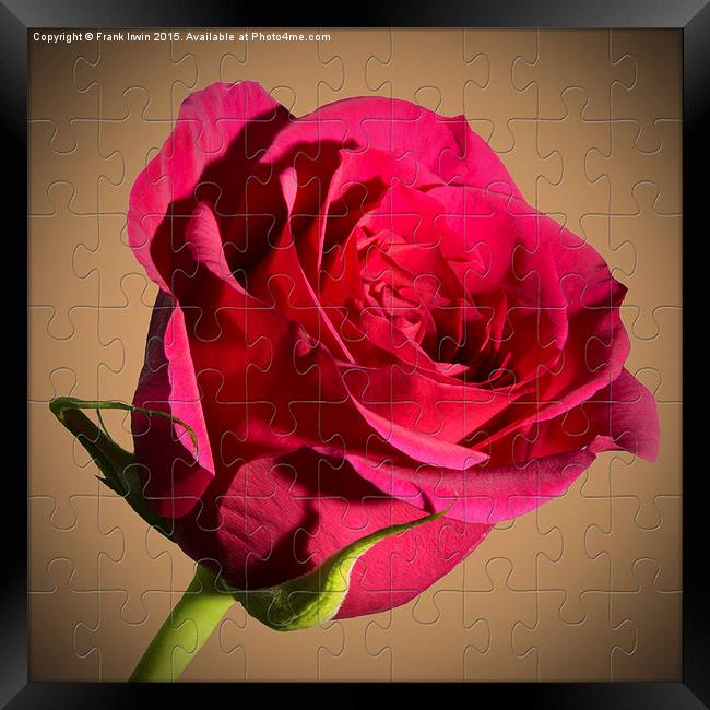 Red  Rose "Jig-Saw" puzzle Framed Print by Frank Irwin