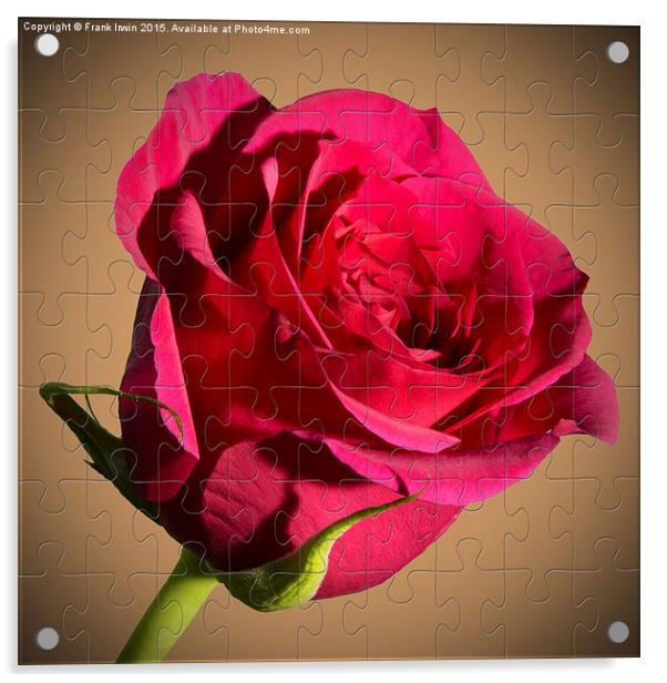 Red  Rose "Jig-Saw" puzzle Acrylic by Frank Irwin