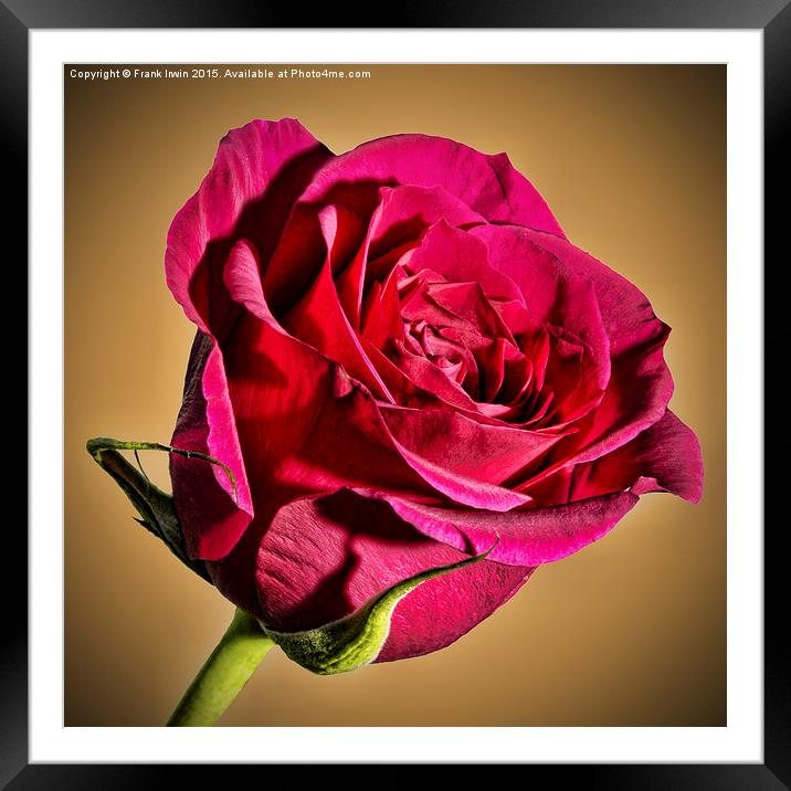  Red Hybrid Tea Rose with vignette Framed Mounted Print by Frank Irwin