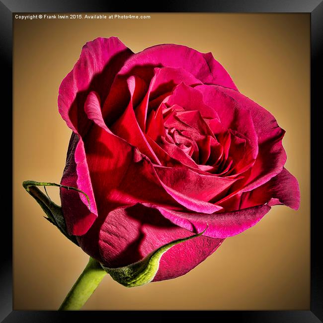  Red Hybrid Tea Rose with vignette Framed Print by Frank Irwin