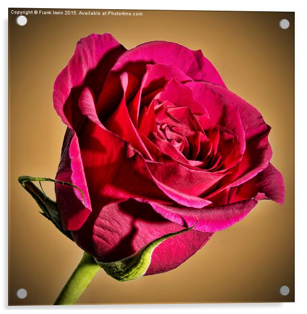  Red Hybrid Tea Rose with vignette Acrylic by Frank Irwin