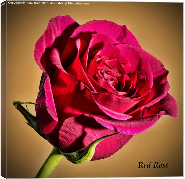 Red Hybrid Tea Rose with vignette  Canvas Print by Frank Irwin