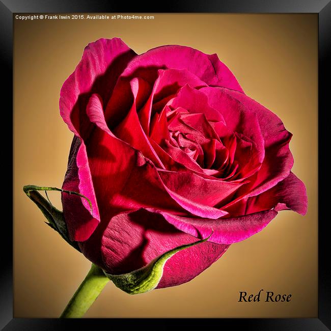 Red Hybrid Tea Rose with vignette  Framed Print by Frank Irwin