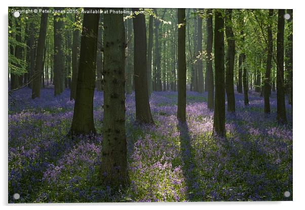  Beech trees and bluebells at dawn. Acrylic by Peter Jones